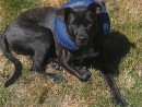 Harvey, a Lab/Pit Mix from Edmonds, WA