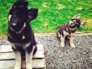 Shiloh & Lexi, a Shiloh Shepherd and Lexi German Shepherd from Snohomish, WA