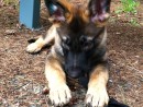Tesla, a German Shepard from Lynnwood, WA