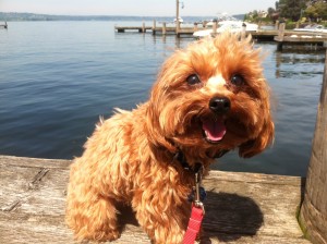 Theodore, a Yorkiepoo from Everett, WA