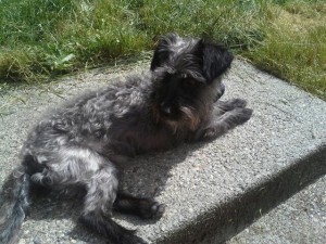Rupert, a Schnoodle (poodle and schnauzer mix) from Everett, WA