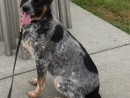 Cowboy, a Australian Cattle Dog from Monroe, WA