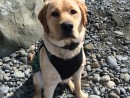 Sailor, a English Yellow Lab from Marysville, WA