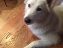 Klaus, a Malamute Mix from Bothell, WA