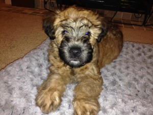 Chloe, a Soft-Coated Wheaten Terrier from Lake Stevens, WA