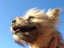 Ruby, a Cairn Terrier from Lake Tapps, WA