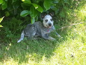 Lucy 'The Goose', a Australian Cattle Dog from Snohomish, WA