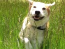 Jack, a Lab/ Dingo Mix from Seattle, WA