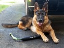 Jackson, a German Shepherd from Snohomish, WA