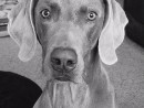 Jake the Great!, a Weimaraner from Snohomish, WA