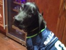 Jax, a Great Dane from Lake Stevens, WA