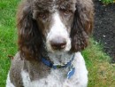 The Amazing Katie, a Standard Poodle from Snohomish, WA