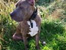 Kora the Explorer, a XXL Pitbull from Marysville, WA