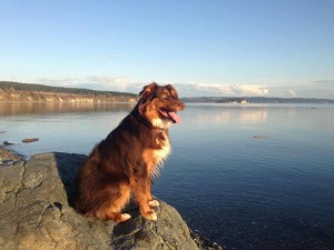Lucy, a Australian Shepard from Oak Harbor, WA