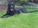 Miss Macy, a Black Lab from Everett, WA