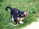 Maddi Girl, a Havanese/Chihuahua from Everett, WA