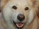 Maggie, a Samoyed & Great Pyrenees Mix from Everett, WA