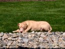Mad Max, a Lab/Staffie mix from Mill Creek, WA