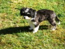 Mia, a Havanese/Chihuahua from Everett, WA