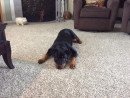 Little Missy, a Rottweiler from Everett, WA