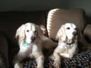 Porter & Lager, a English Setter's from Monroe, WA