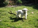 Mykka, a Havanese/Chihuahua from Everett, WA