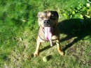 Newton, a Pitbull Mix from Shoreline, WA