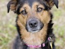 Penny, a German Shepherd Mix from Monroe, WA