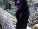 Pepper, a Golden Retriever & German Shepherd from Skykomish, WA