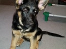 The Pup Pepper, a German Shepherd Dog from Monroe, WA