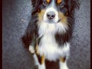 RB Dog, a Mini Australian Shepard from Snohomish, WA