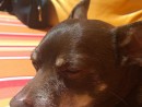 Romeo, Romeo, where for art thou Romeo?, a Chihuahua from Bothell, WA