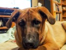 Roshi, Roshi, Roshi, a German Shepherd/Lab mix from Mountlake Terrace, WA