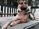 The Ruger, a German Shepherd from Everett, WA