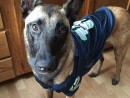 Sophie the Magnificent, a Belgian Malinois from Monroe, WA