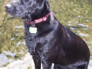 Sandy the Lab, a Black Lab Mix from Snohomish, WA