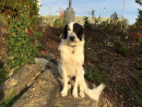 Sebastian the Incredible, a Border Collie, Great Pyrenees Mix from Kirkland, WA