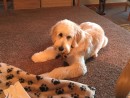 Fabulous Sky, a Goldendoodle from Mukilteo, WA