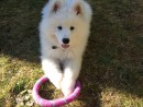 Sky, a Samoyed from Lynnwood, WA