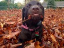 Superstar Kona, a Chocolate Lab from Gold Bar, WA