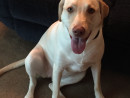 Sweetheart Sammie, a Golden Lab from Snohomish, WA