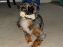 Mr. Cooper, a Australian Shepherd from Snohomish, WA