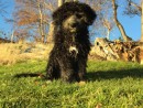 Toby-Wan Kenobi, a Retriever, poodle mix from Mill Creek, WA
