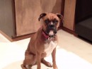 Callie, a Boxer from Snohomish, WA
