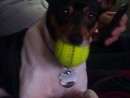 Zena, a Rat Terrier from Snohomish, WA