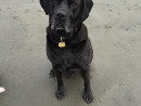 King Zeus, a Mastador from Camano Island, WA