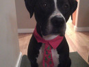 Get to know AJ a.k.a. Bubba, a Pit/Lab Mix from Seattle, WA