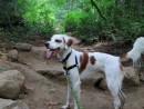 Clyde, a English Setter from Tacoma, WA