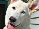 Etana, a German Shepherd/Husky Mix from Mill Creek, WA