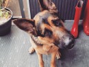 Guinness the Shepherd, a German Shepherd from Redmond, WA